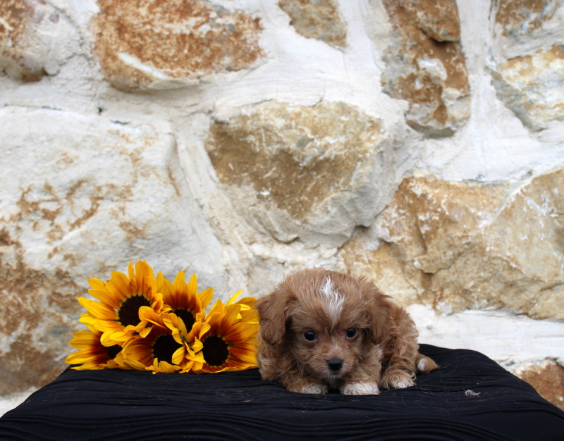 puppy, for, sale, Cava Poo, Matthew B. Stoltzfus, dog, breeder, Gap, PA, dog-breeder, puppy-for-sale, forsale, nearby, find, puppyfind, locator, puppylocator, aca